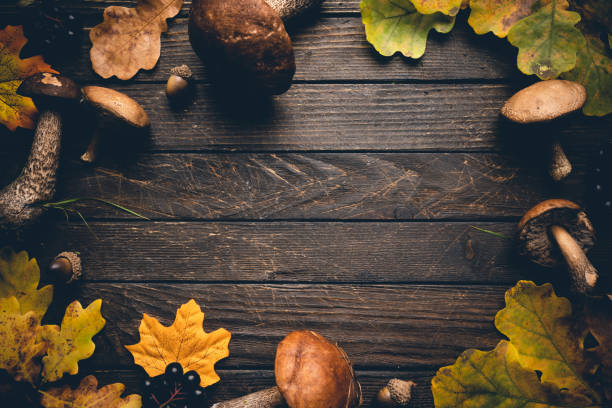 istock Boletus mushrooms with leaves 1492576993