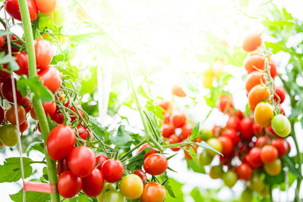 istock bunch of natural tomatoes 1492577436