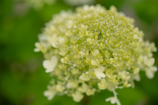 close up of white hydrangea flowers as background