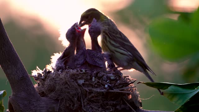 Baby birds in nest fed by mother