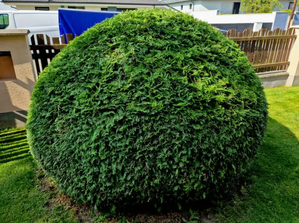 the gardener shortens the hedge. the hedge trimmer cuts green walls and balls, a circle, the shape of an evergreen bush. to cut even the top enjoys scaffolding and hearing protection, conifer, thuja occidentalis, trimmer, upper view