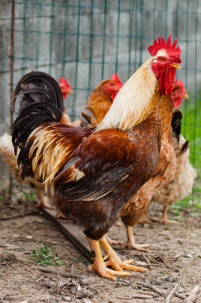 istock a white rooster inside the chicken coop 1492579282