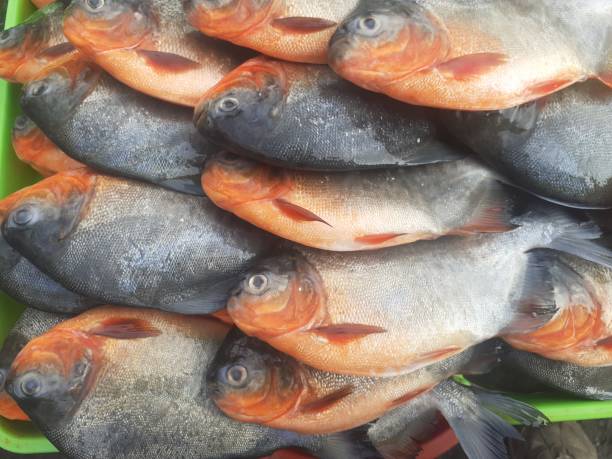 istock Many fresh pomfret fish on the trays 1492579336