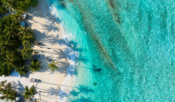 istock Summer palm tree  and Tropical beach with ocean blue  background 1492579389
