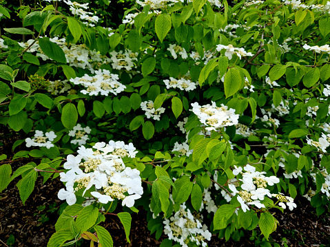 a fresh green corner of the garden with bushes and a lawn. bed covered with mulch bark. viburnum flowers resemble hydrangeas in their shape. adoxaceae, blossoming, hortensia, dogberry, watanabe, mariesii, plicatum, outdoor, petiolaris, mariesii, petiolaris, outdoor, white