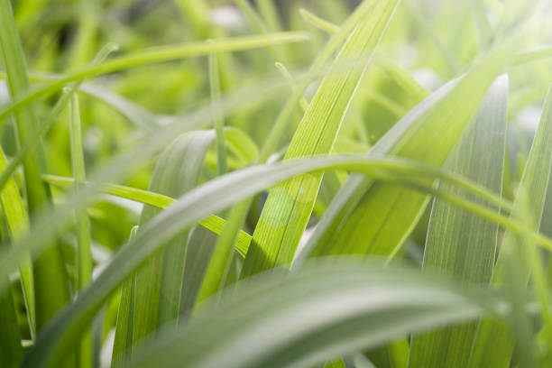 istock Natural background of green grass 1492579684