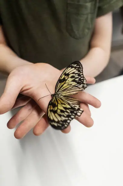 Photo of Idea leuconoe butterfly sits on a child hand. Children and insects Tropical butterfly close-up. White wings with dark eye-like spots