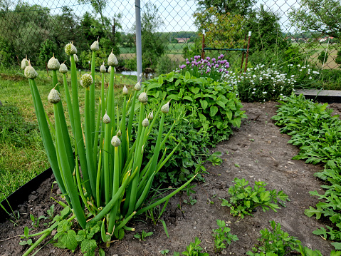 hungarian, The Hungarian winter onion is hardy and fully frost-resistant, we grow it as a perennial in several bunches on the flowerbed. It requires occasional hoeing to prevent weeding of the bunches