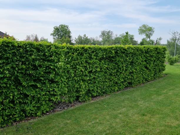 istock hornbeam green hedge in spring lush leaves let in light trunks and larger branches can be seen natural separation of the garden from the surroundings can withstand drought 1492580205