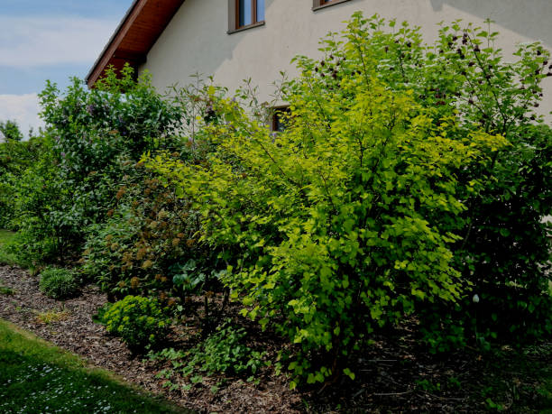 istock This bright yellow melt forms a tall, decaying shrub with strongly overhanging branches. The basic shoots develop upright, the annual shoots are slightly hairy. Bark Yellow green leaves 1492582201