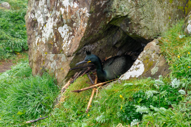 cormorán momorán moñudo (phalacrocorax aristotelis) anidando en la isla de lunga, escocia - cormorán moñudo fotografías e imágenes de stock
