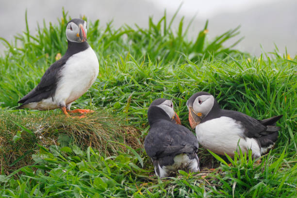 istock Three Puffins on the island of Lunga, Scotland 1492584076