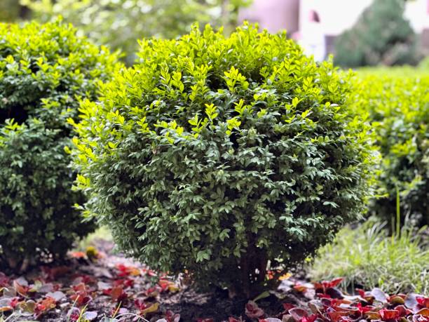 istock Shrub boxwood round shape. landscape design. 1492585156