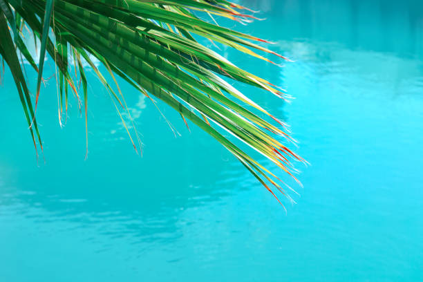 Palm tree branch over turquoise sea . Tropical exotic background  . Paradise tropical vacation