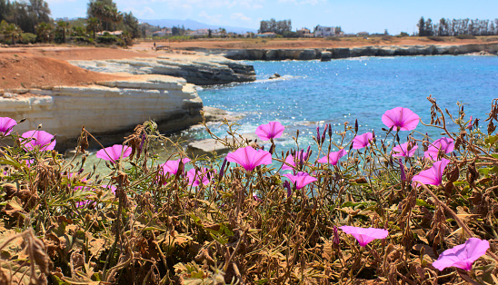 Flowers of bindweed against the background of the Mediterranean coast. Beautiful background of Cyprus in spring.