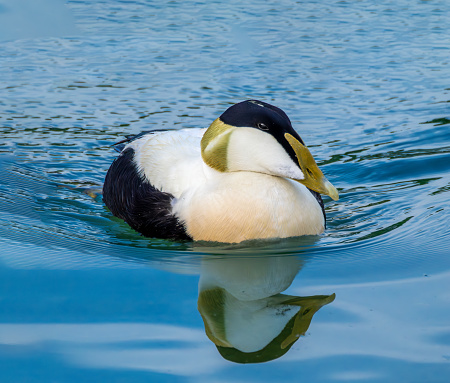 Male common eider duck (Somateria mollissima) in its breeding plumage. A sea-duck species  that has adapted to the fresh water environments of the Swiss lakes