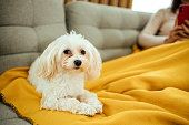 Portrait of a Maltese dog