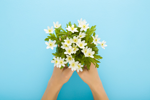 Young adult woman hands holding flower bunch of beautiful fresh white anemones with green leaves on light blue table background. Pastel color. Point of view shot. Closeup. Top down view.