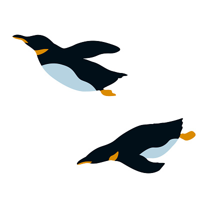 Flat vector illustration of realistic penguin