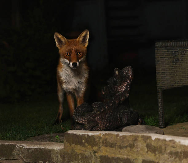 istock London urban red fox in garden 1492594612