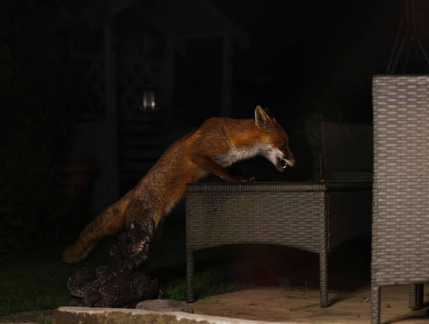 istock London urban red fox in garden 1492594616