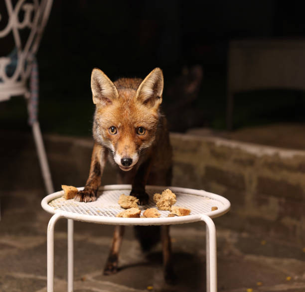 Nightly urban red fox visitor to London garden