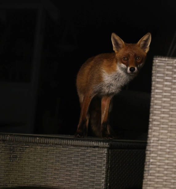 istock London urban red fox in garden 1492594626