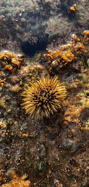 A sea urchin or called a sea urchin (echinoidea) is a circular and has spines on its skin that can move. It is divided into some 950 species and can be found from tidal regions to depths of 1,600 feet [5,000 m]