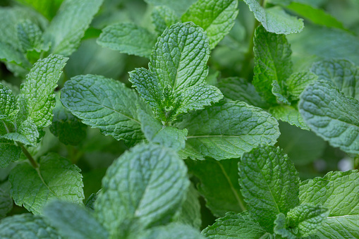 Mint leaves on natural background