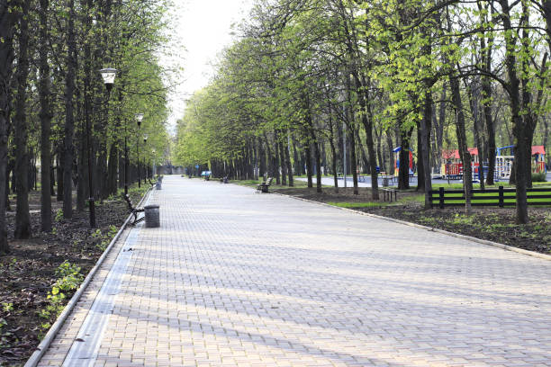 istock Image of a park alley surrounded by tall trees. 1492596620