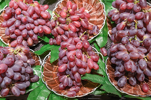 Grapes  milling for wine