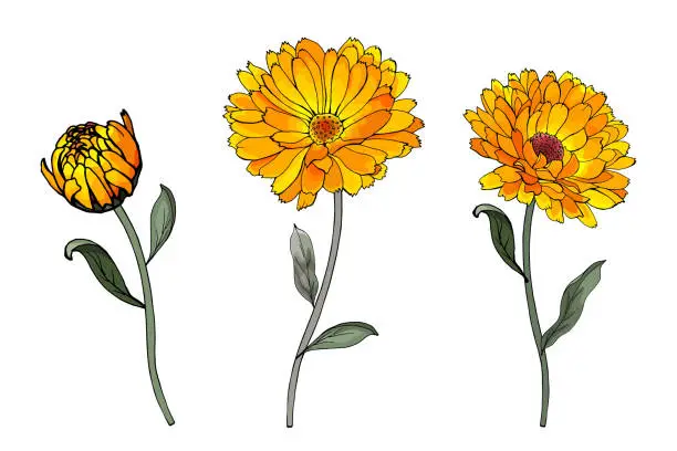 Vector illustration of Set of yellow calendula