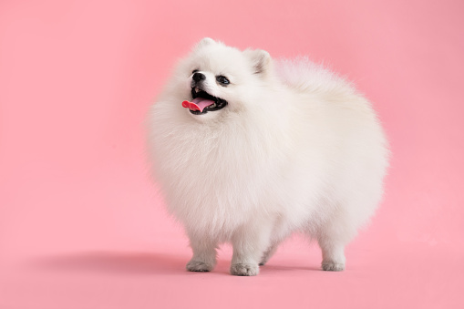 Portraite of cute fluffy puppy of pomeranian spitz. Little smiling dog stands on bright trendy pink background.