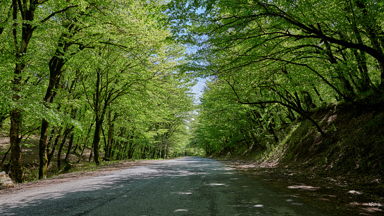 Road through the forest. Great Caucasian Range. Ismayilli region. Azerbaijan. April 2023