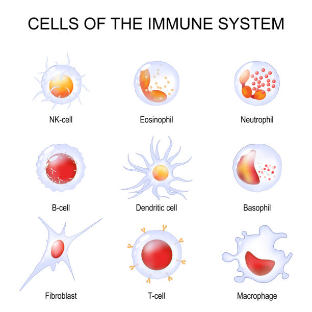 Cells of the immune system. White blood cells or leukocytes vector art illustration