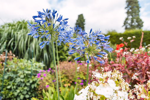 Manicured garden full of purple Agapanthus africanus flowers on a sunny day. High quality photo