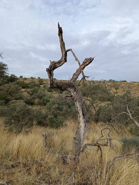 istock Small Game Reserves in Castilla-La Mancha 1492601800
