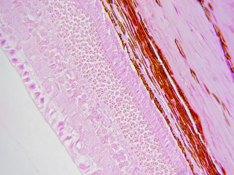 Detailed histology image of retina layers presented at 400x magnification, providing deep insight into retinal anatomy and function.