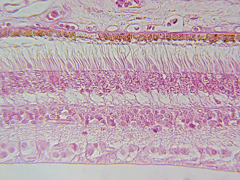 Intricate histology image depicting the layers of the retina and eye wall, captured at 100x magnification.