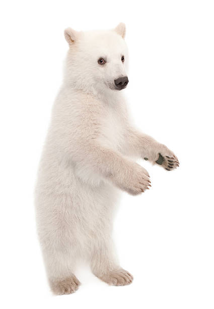 istock Polar bear cub, Ursus maritimus, 6 months old, portrait 149260257