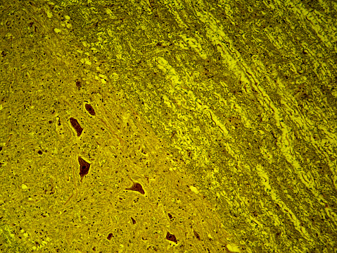 High-definition histology image of a mammal urethra displaying transitional epithelial tissue, captured at 400x magnification.