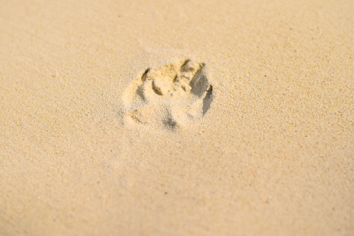 Imprint of horse's hooves in the sand