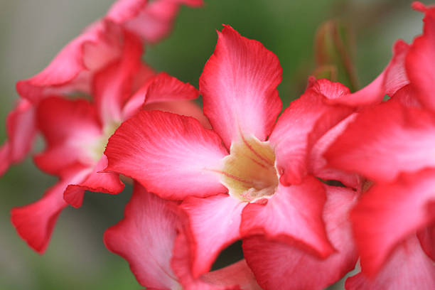 Red Flower stock photo