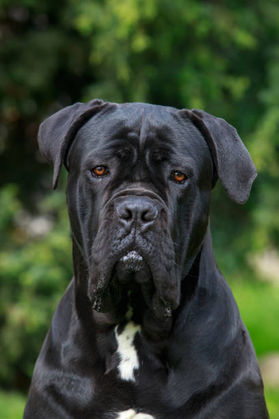 istock dog breed Cane Corso Italian 1492602760