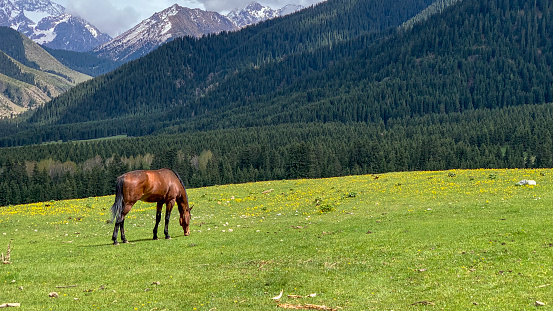 A fiery red horse grazes on mountain meadows, slowly eating young green grass against the background of snow-capped mountains