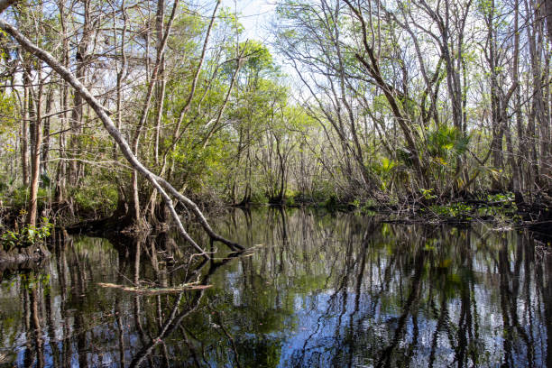 istock Paddling through Nature: Florida Black Water Creek Journey 1492603377