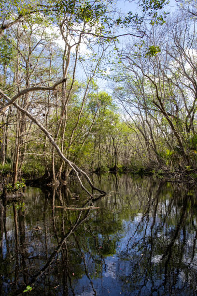 istock Narrow Perspective: Vertical Shot of Florida Black Water Creek 1492603378