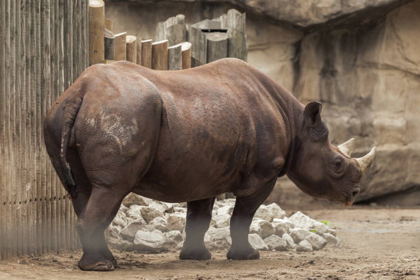 Rhinoceros in zoo enclosure on overcast day