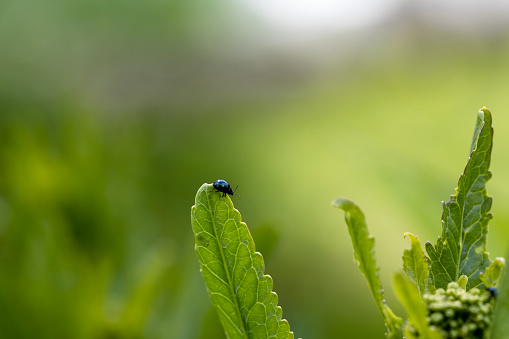 close-up flea beetle black insect with dung on leaf. High quality photo