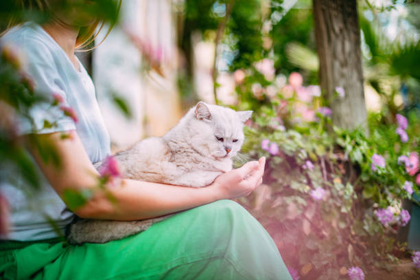 Young Woman Holding British Shorthair Cat in the Garden